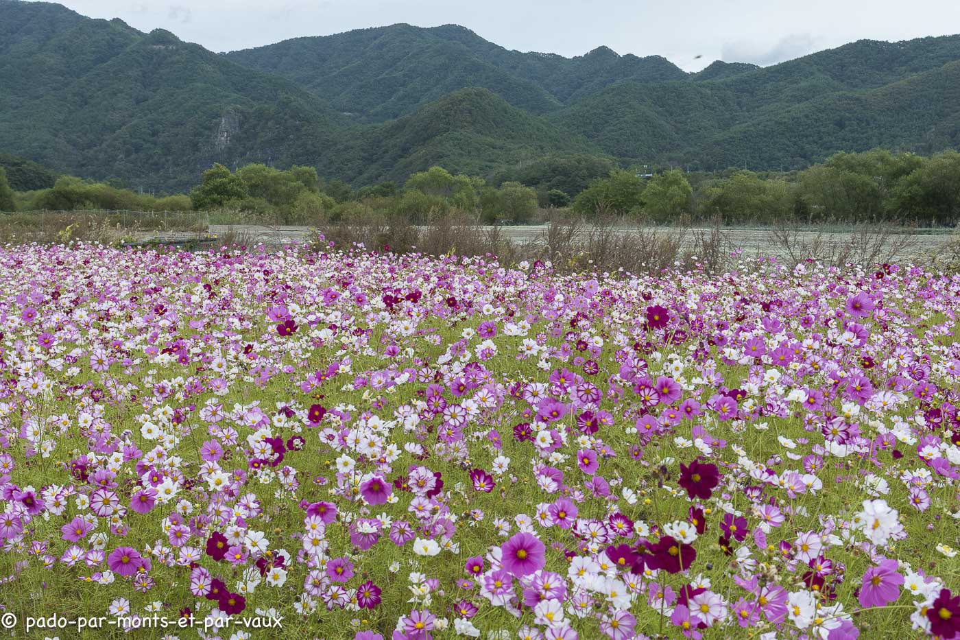 Coree - Environs Andong- cosmos